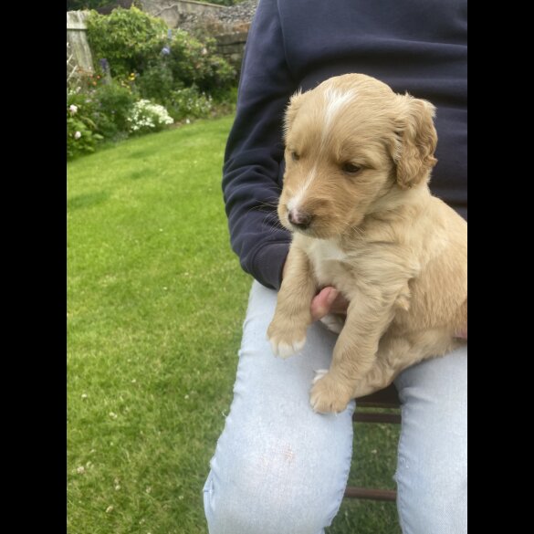 Labradoodle - Both
