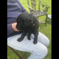 Labradoodle - Both