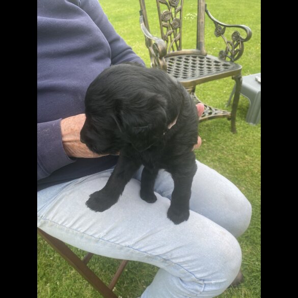 Labradoodle - Both