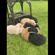 Labradoodle - Both