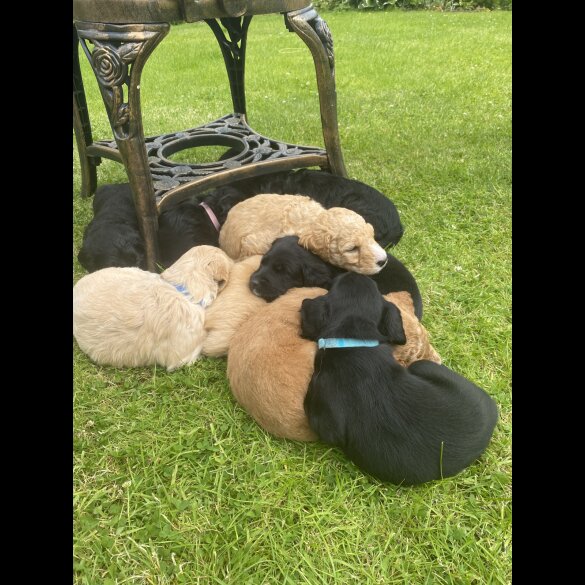Labradoodle - Both