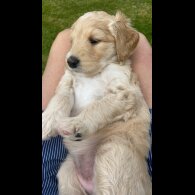 Labradoodle - Both