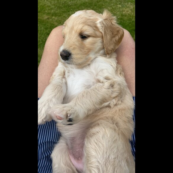 Labradoodle - Both