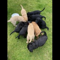 Labradoodle - Both