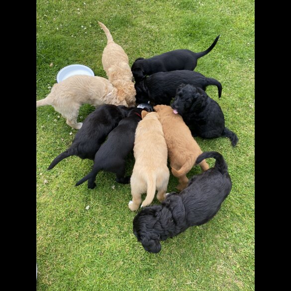 Labradoodle - Both