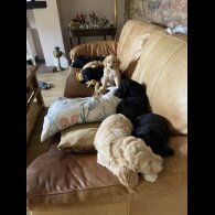 Labradoodle - Both