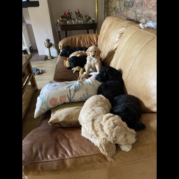 Labradoodle - Both