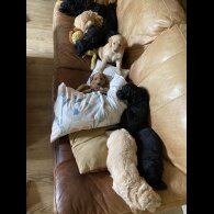Labradoodle - Both