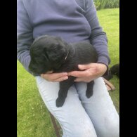 Labradoodle - Both