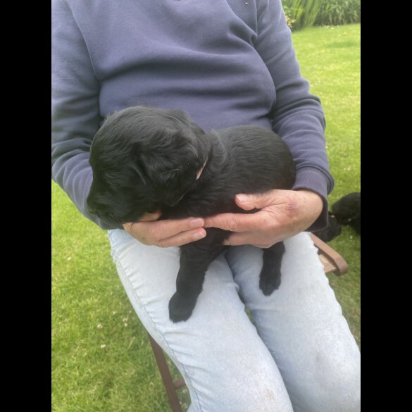 Labradoodle - Both