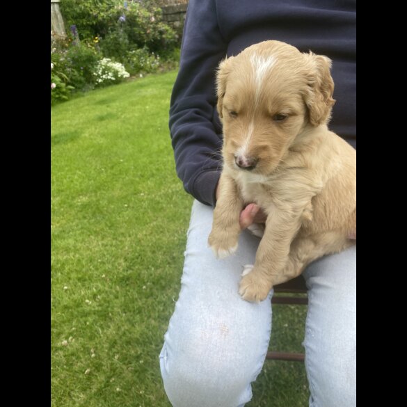 Labradoodle - Both