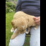 Labradoodle - Both