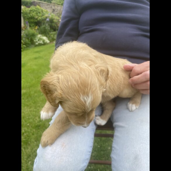 Labradoodle - Both