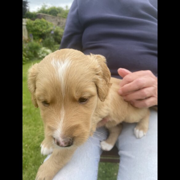 Labradoodle - Both