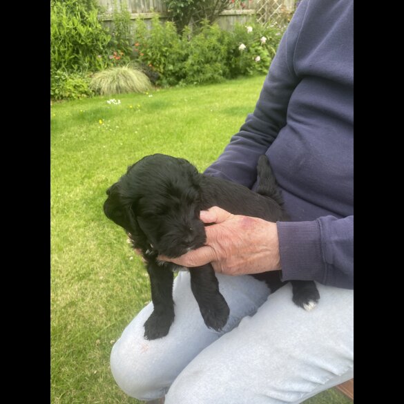 Labradoodle - Both
