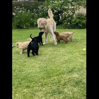 Labradoodle - Both