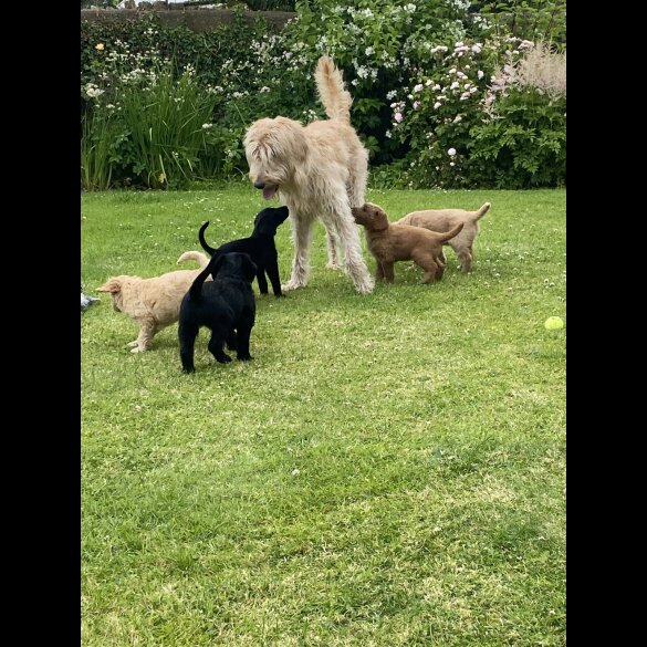 Labradoodle - Both
