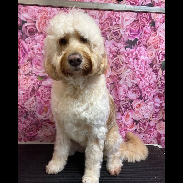 Labradoodle - Both