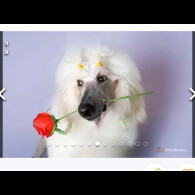 Labradoodle - Both