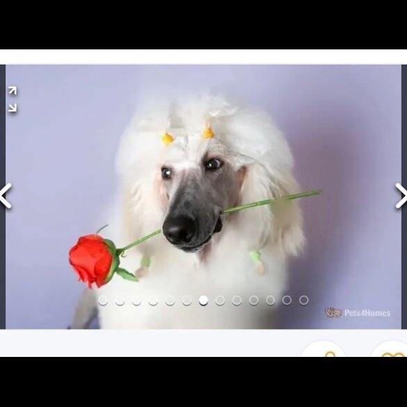 Labradoodle - Both