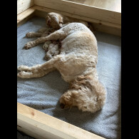 Labradoodle - Both