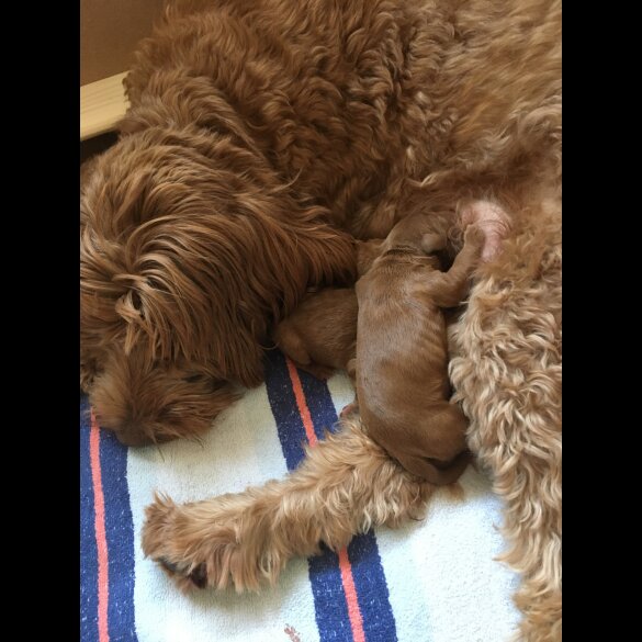 Labradoodle - Dogs