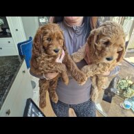 Labradoodle - Dogs