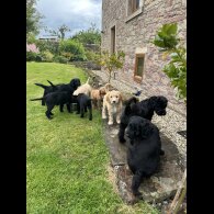 Labradoodle - Both