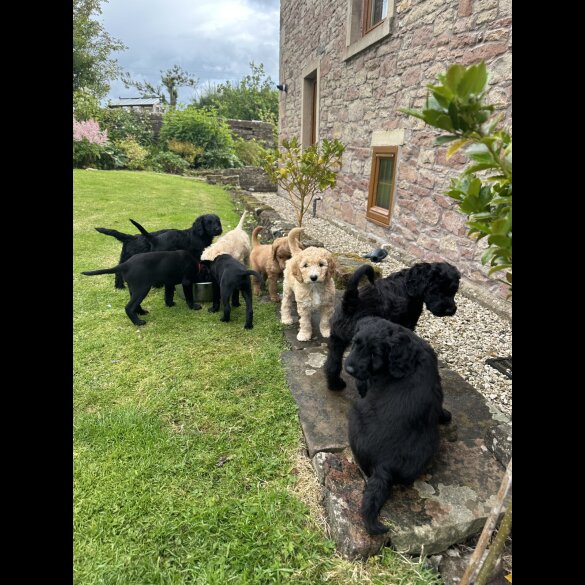 Labradoodle - Both