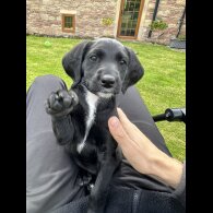 Labradoodle - Both