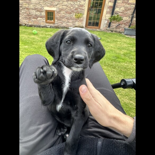 Labradoodle - Both