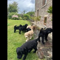 Labradoodle - Both