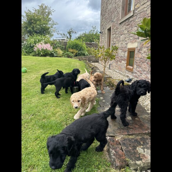 Labradoodle - Both