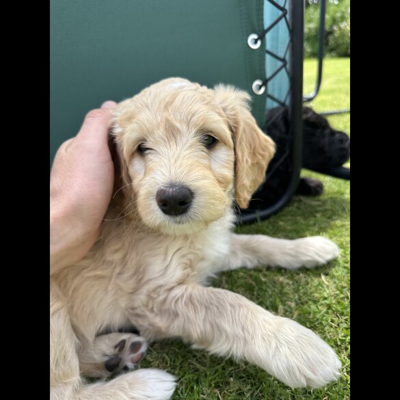 Labradoodle - Both