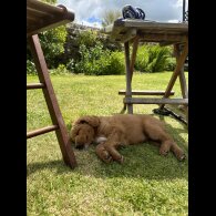 Labradoodle - Both