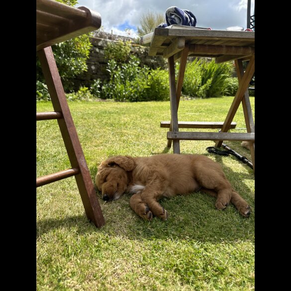 Labradoodle - Both