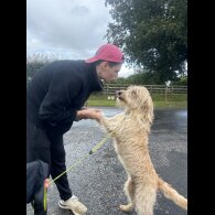 Labradoodle - Both