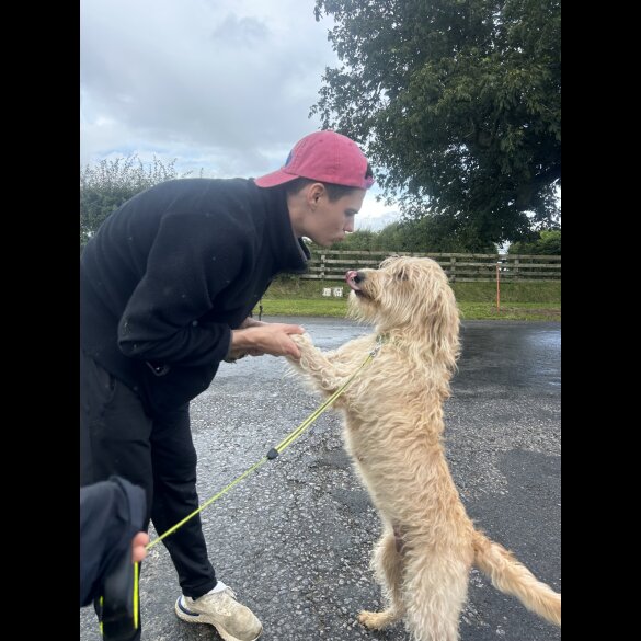 Labradoodle - Both