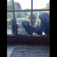 Labradoodle - Both