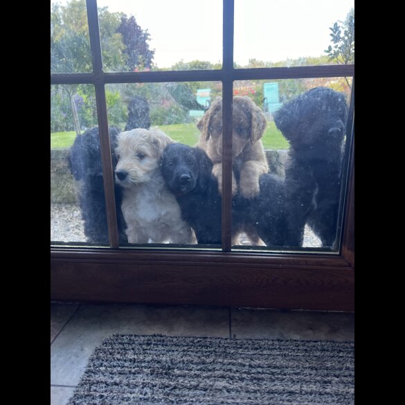 Labradoodle - Both