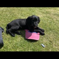 Labradoodle - Both