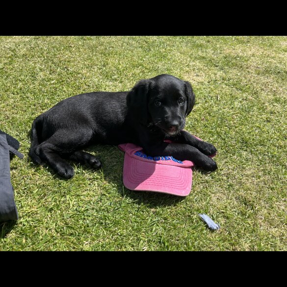 Labradoodle - Both