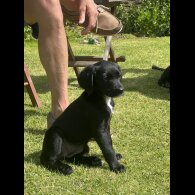 Labradoodle - Both