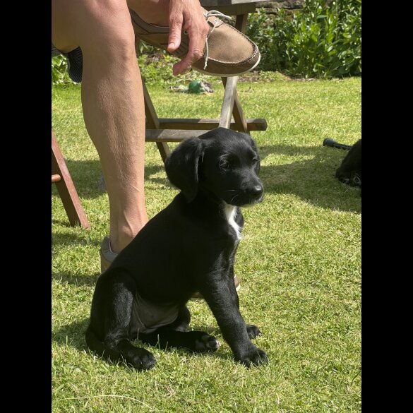 Labradoodle - Both