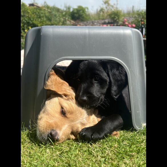 Labradoodle - Both