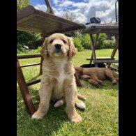 Labradoodle - Both
