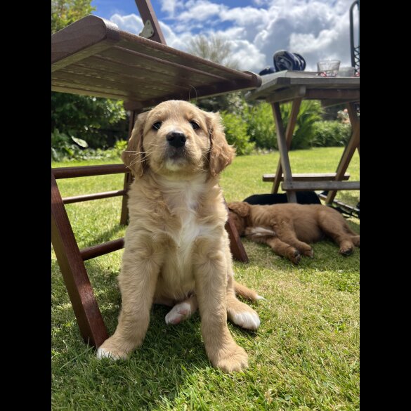 Labradoodle - Both
