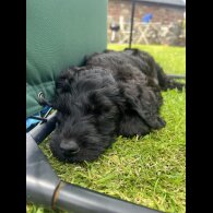 Labradoodle - Both