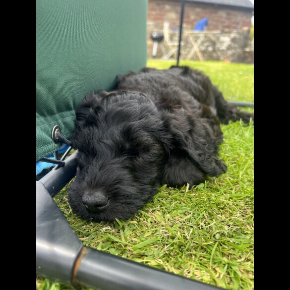 Labradoodle - Both