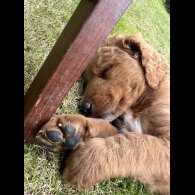 Labradoodle - Both